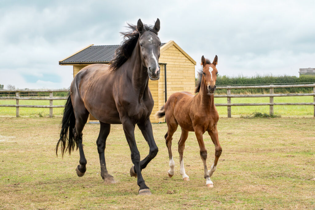 Reproduction