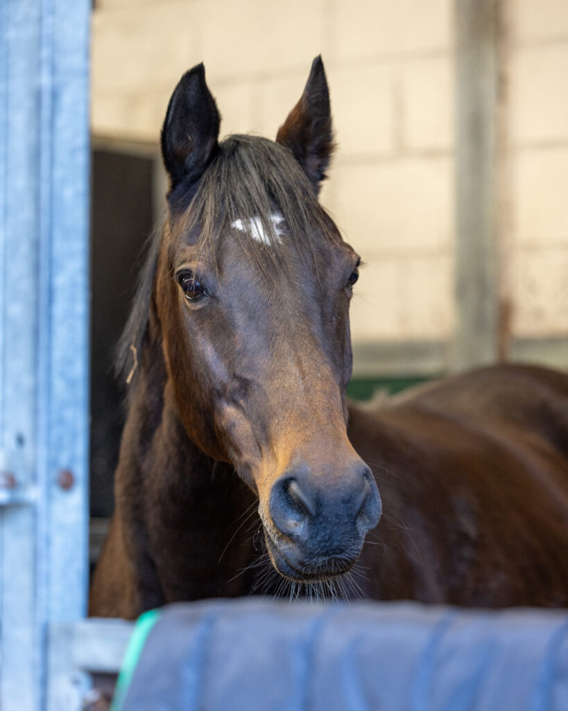 Your horse