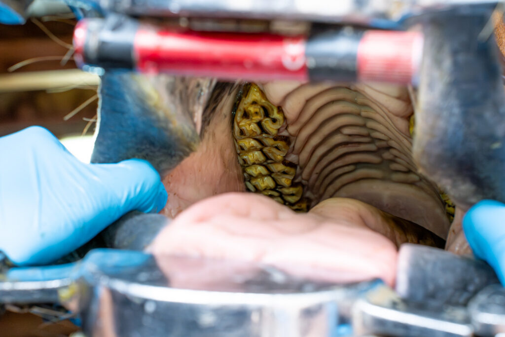 Dentistry